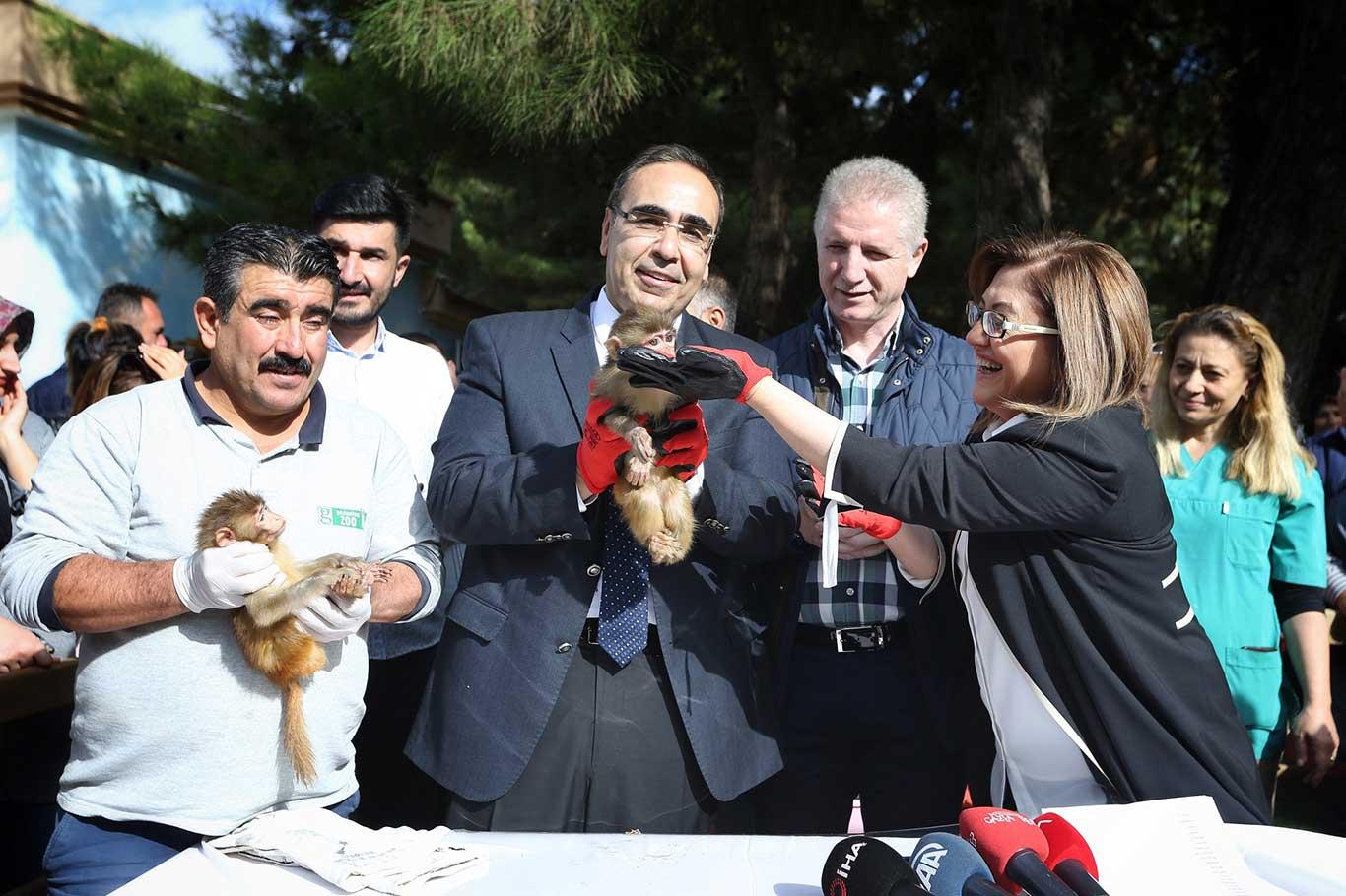 Makak maymunu yavruların isimleri belirlendi Makak maymunu yavruların isimleri belirlendi